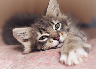 Fototapeta premium Small kitten