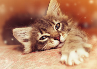 Small kitten