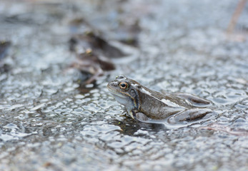 żaba trawna podczas godów