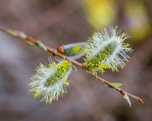 blooming willow © Aleksandr Noskov