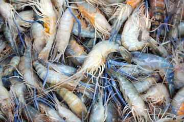 Fresh shrimps in seafood market.