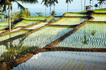 terraced rice fields around Senaru, Lombok, Indonesia - 64279911