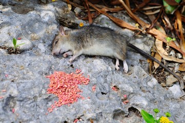 Dead rat and poison, Spain © Arena Photo UK