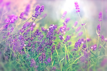 Naklejka premium Soft focus on beautiful lavender