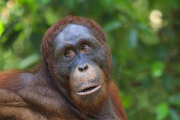Orangutan