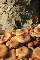 Mushrooms near a tree