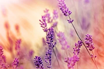 Crédence de cuisine en verre imprimé Lavande Soft focus on beautiful lavender and sun rays - sunbeams