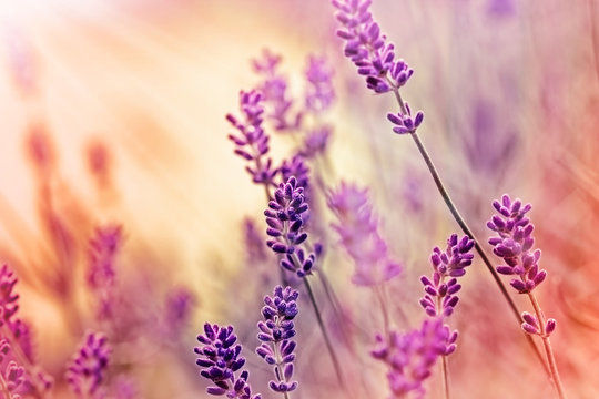 Fototapeta Soft focus on beautiful lavender and sun rays - sunbeams