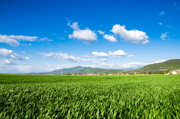 green field background