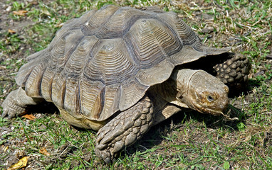 Aldabra giant tortoise