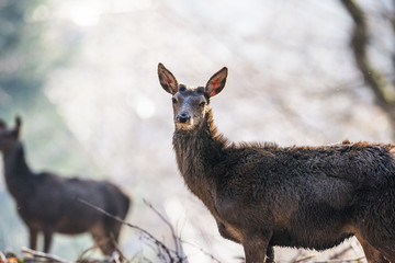 red deers in a forest