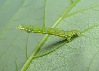 caterpillar agility