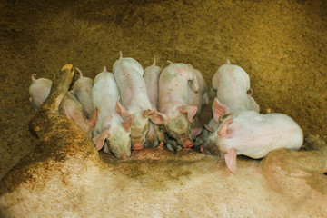 A sow with suckling piglets
