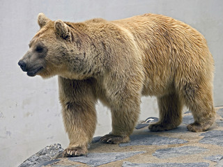 Syrian brown bear