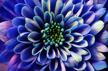 Printed kitchen splashbacks Flowers Macro of blue flower aster