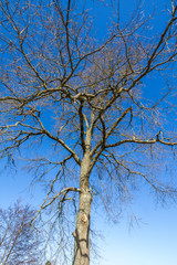 Arbres
