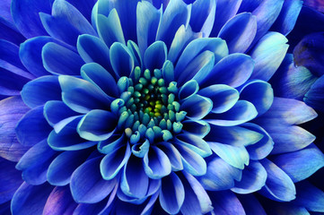 Fototapeta na wymiar Macro of blue flower aster