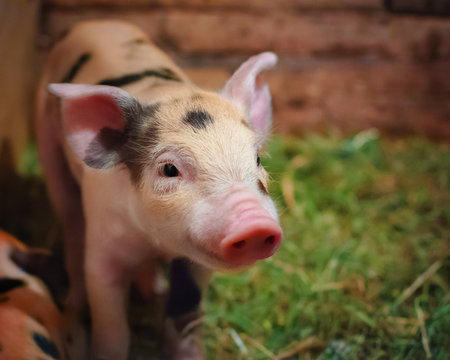Young pigling.