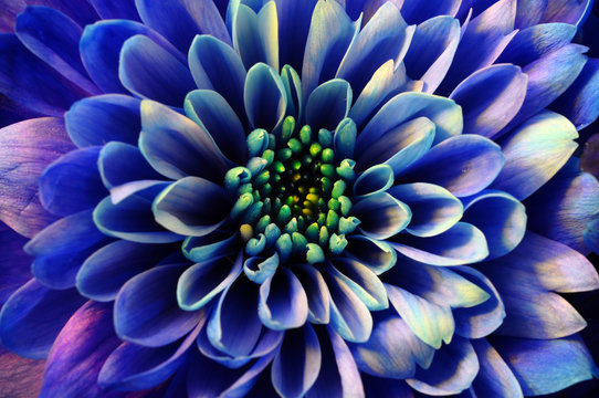 Fototapeta Makro niebieski kwiat aster