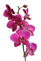 Foto auf Leinwand rosa Orchidee © Anna Khomulo