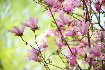 Magnolia Flowers in Early Spring