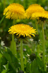 Naklejka premium Löwenzahn