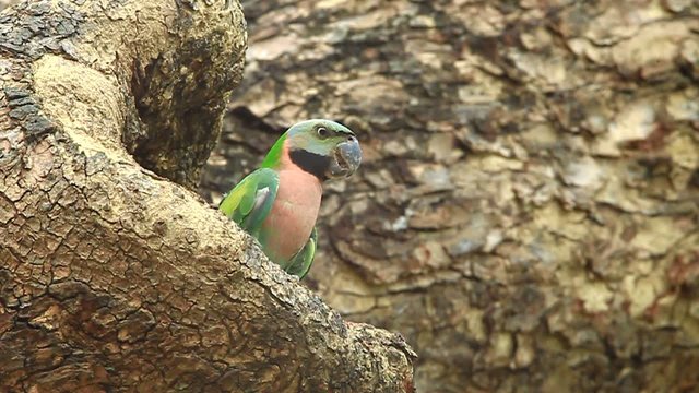Red-breasted parakeet catch on the old tree