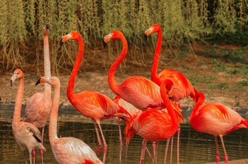 Rosy flamingo at the spring lake