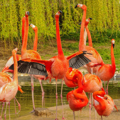 Rosy flamingo at the spring lake