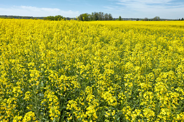 Obraz premium Champs de colza