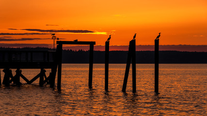 Fototapeta premium Birds perched on pier in orange sunset