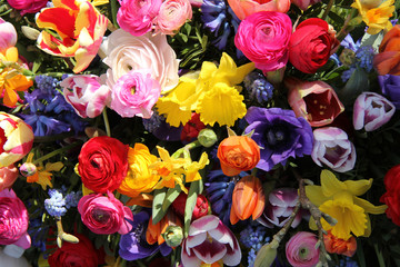 Colorful spring flowers