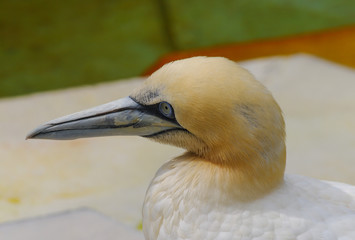 Resting gannet at the north lake, Germany
