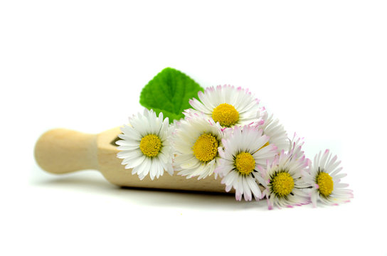 Fototapeta stokrotki