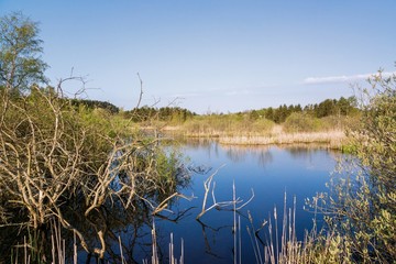 Moor with dead trees and rush in sun light