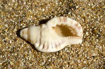 Conchiglia