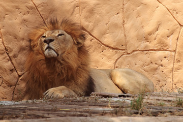 Obraz premium Portrait lion