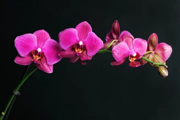 Tissu par mètre Orchidée orchidée rose sur fond noir