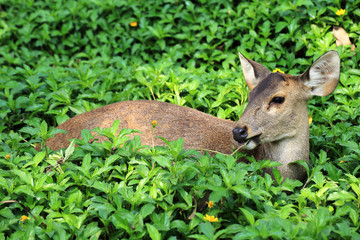 Deer