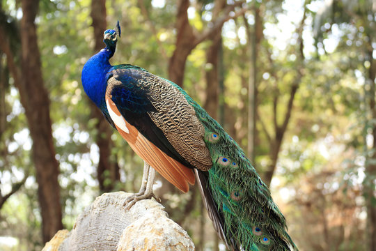 Close up Blue Peacock