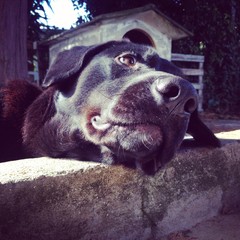 pantera © Pedro Lopes