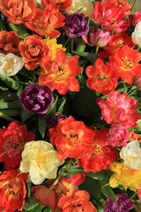 Multicolored tulip bouquet
