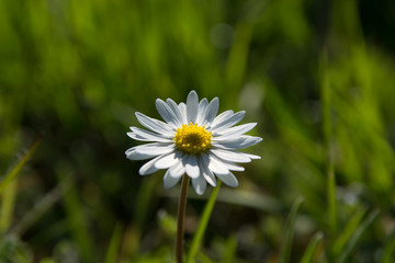 margherita  daisy