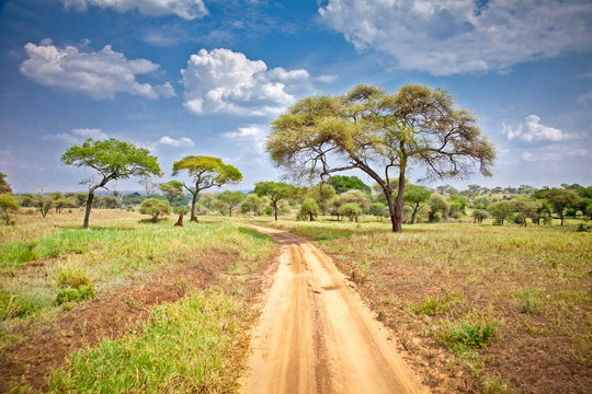 Fototapeta Huge African trees in Tanzania.
