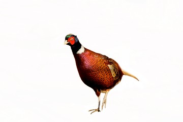 Fototapeta premium pheasant