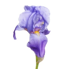Velvet curtains Iris iris flower isolated on white
