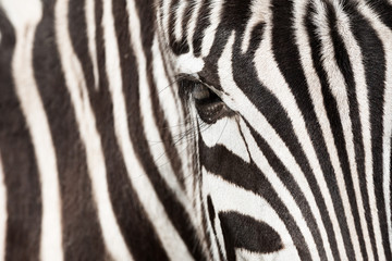 Fototapeta na wymiar Zebra szczegóły