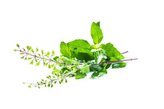 Holy Basil Or Tulsi Leaves