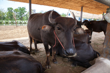 Dairy buffalo in farm