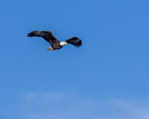Soaring Bald Eagle